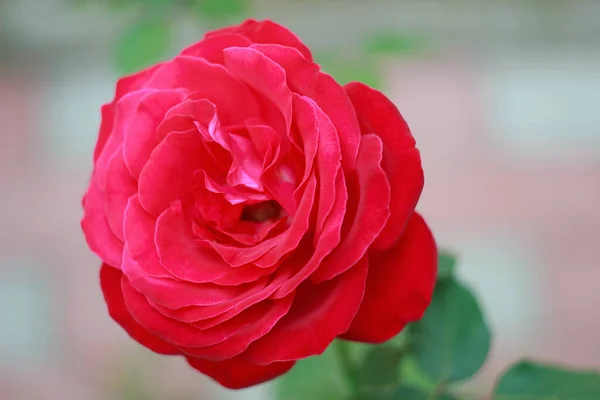Rose Rouge Dans Gadren Proche Heure Automne — Photo