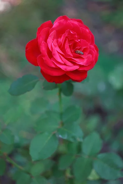 Czerwona Róża Gadrenie Blisko Czas Jesieni — Zdjęcie stockowe