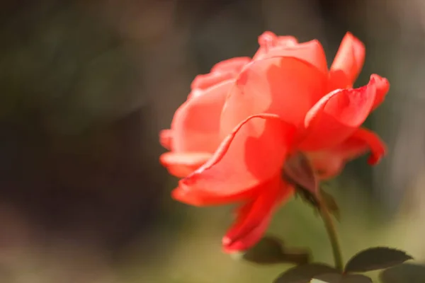 Blured Pink Roses Blooming Autumn Garden — Stock Photo, Image