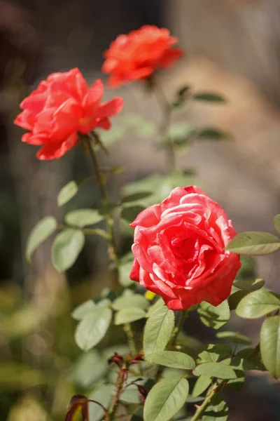 Rosa Rosen Blühen Herbstlichen Garten — Stockfoto