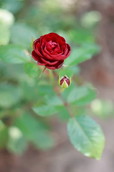 Burgundzka Róża Gadrenie Czas Jesieni — Zdjęcie stockowe