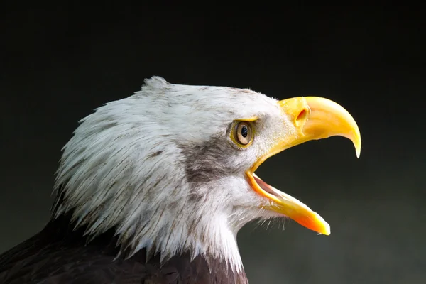 Örnen - adler — Stockfoto