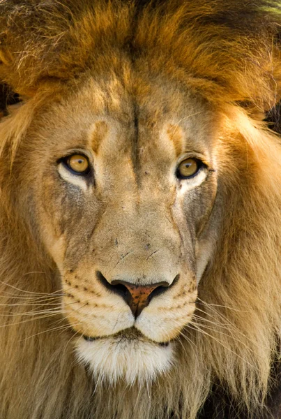 Lion - Löwe — Stock fotografie