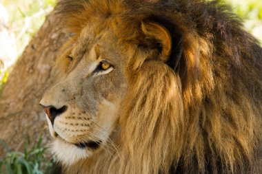 Lion - Löwe