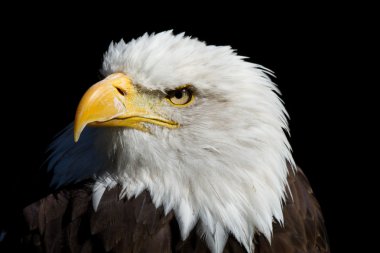 weisskopfseeadler - kel kartal