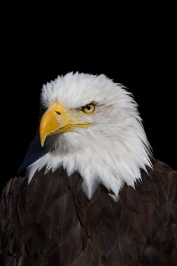weisskopfseeadler - kel kartal