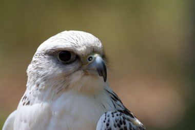 Адлер - орел