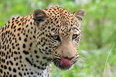 leopar
