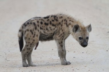 Hyena - hyäne, Kruger Nationalpark südafrika