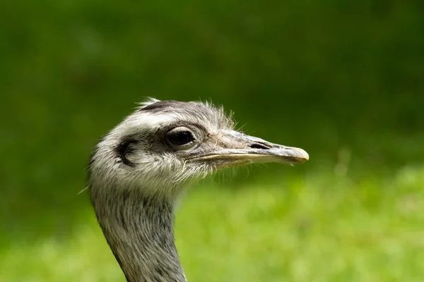 EMU natur — Stockfoto