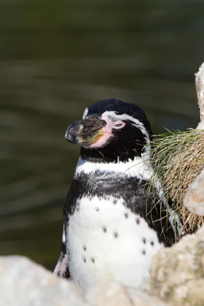 Pinguin — Stock fotografie