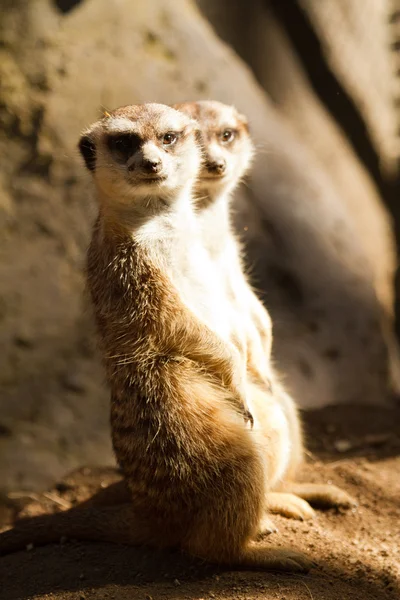 Meerkat — Stock Photo, Image