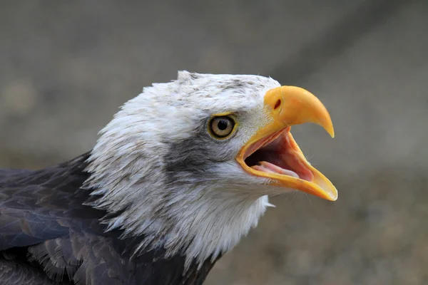 Águila - Adler —  Fotos de Stock