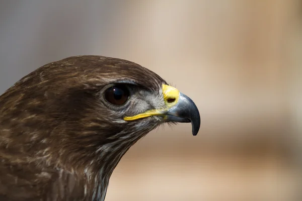 Adler - Águila — Foto de Stock