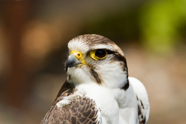 Falco - Falco — Foto Stock