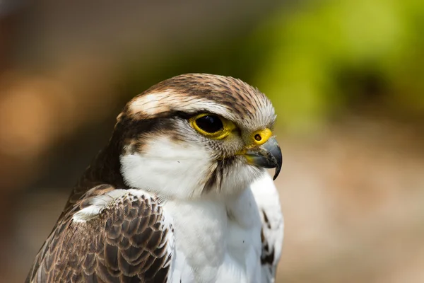 Habicht - Falke — Stockfoto