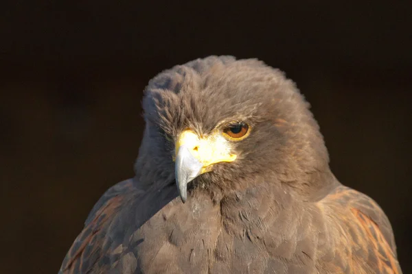 Adler - Águila — Foto de Stock