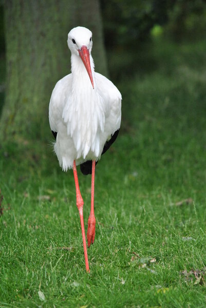 Stork animal