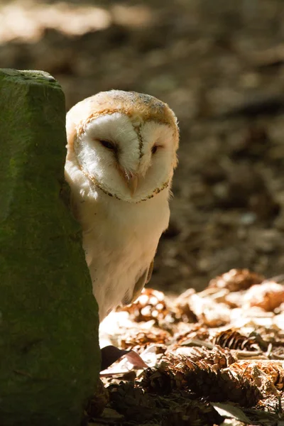 Owl - Edule — Stock Photo, Image