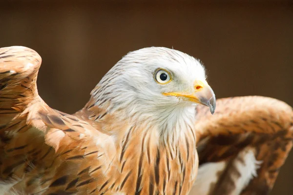 Örnen - adler — Stockfoto