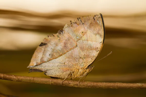 Motyl — Zdjęcie stockowe