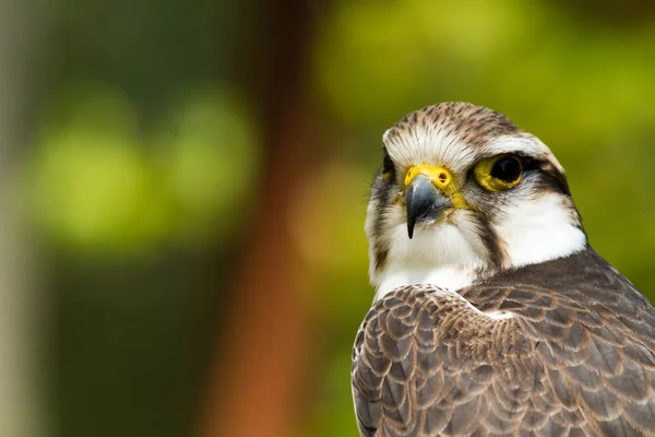 Falco - Falco — Foto Stock
