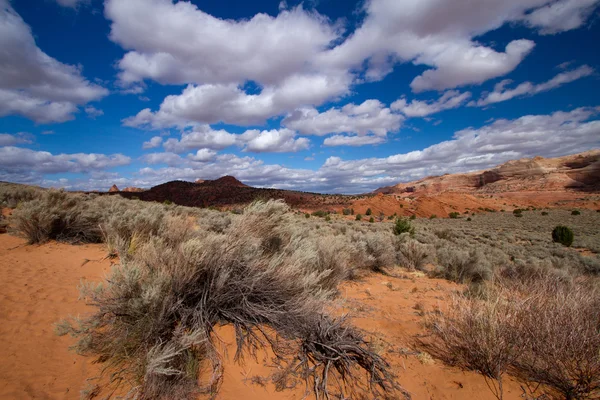 Prærieulvbuttes canyon – stockfoto