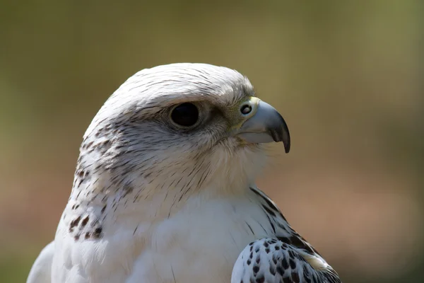 Adler - Águila — Foto de Stock