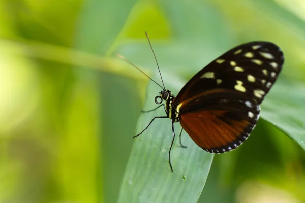 Motyl — Zdjęcie stockowe