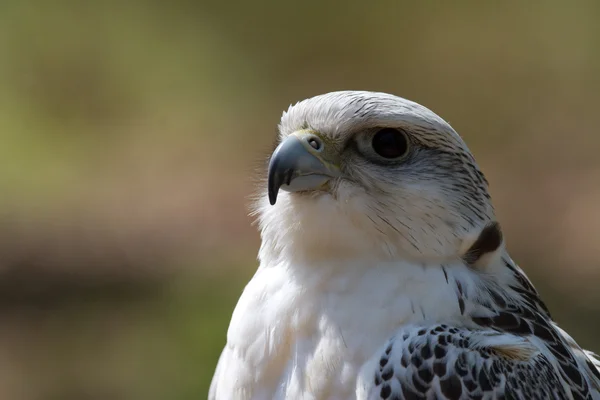 Adler - Águila — Foto de Stock