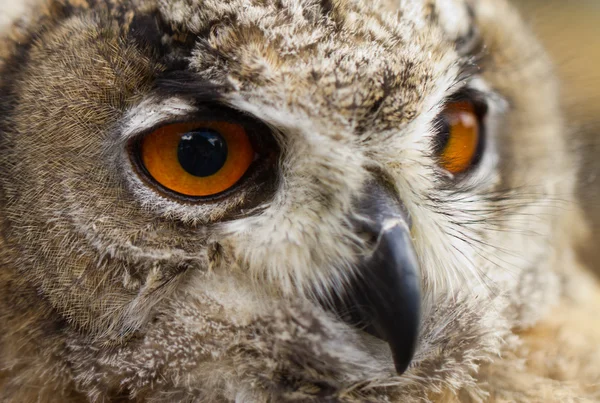Owl - Edule — Stock Photo, Image