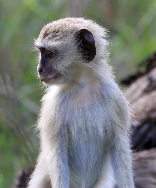 Young monkey — Stock Photo, Image