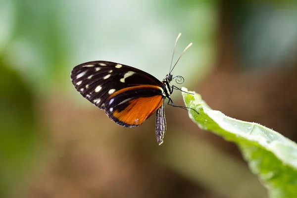 Farfalla — Foto Stock