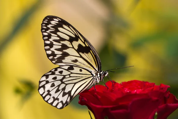 Mariposa. — Foto de Stock