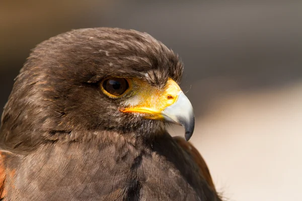 Águila - Adler — Foto de Stock