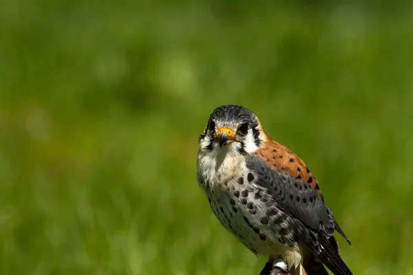 Fågel - vogel — Stockfoto