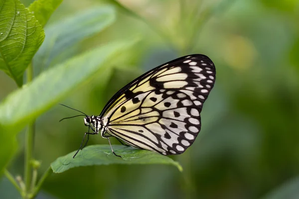 Motyl — Zdjęcie stockowe