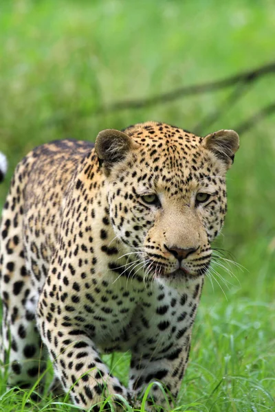 Leopardo — Fotografia de Stock