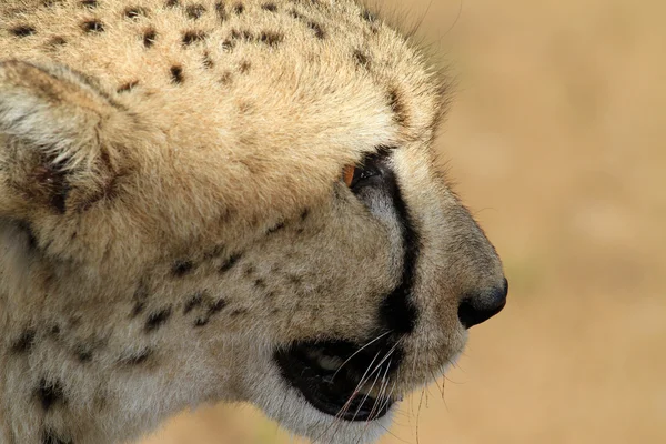 Guepardo - gepard — Fotografia de Stock