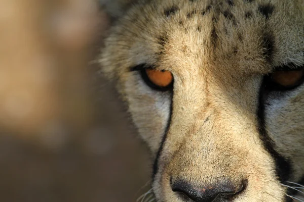 Cheetah - Gepard — Stockfoto