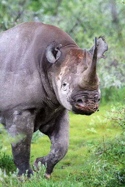 Nashorn weiß schwarz — Stockfoto