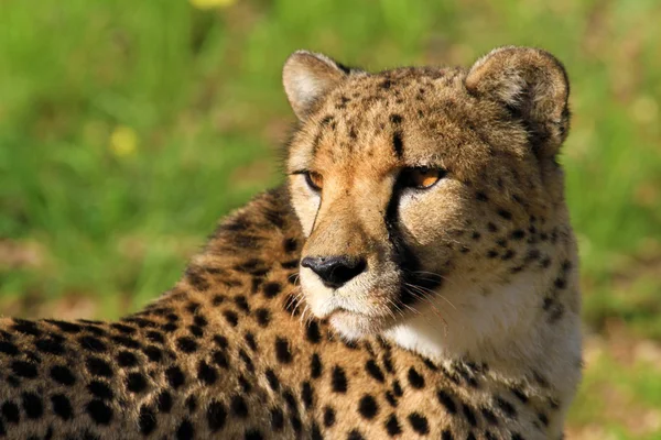 Geparden - gepard — Stockfoto