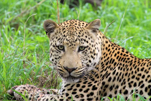 Leopardo — Fotografia de Stock