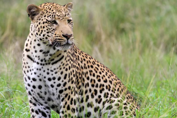 Leopardo — Fotografia de Stock