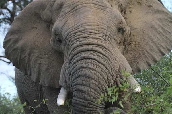 Elefant afrikanska — Stockfoto