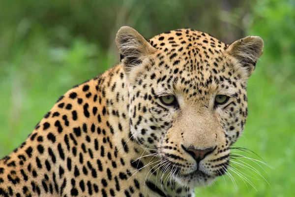 Leopardo — Fotografia de Stock