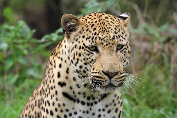 Leopard — Stockfoto