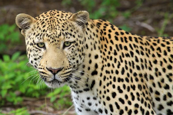 Leopardo — Fotografia de Stock