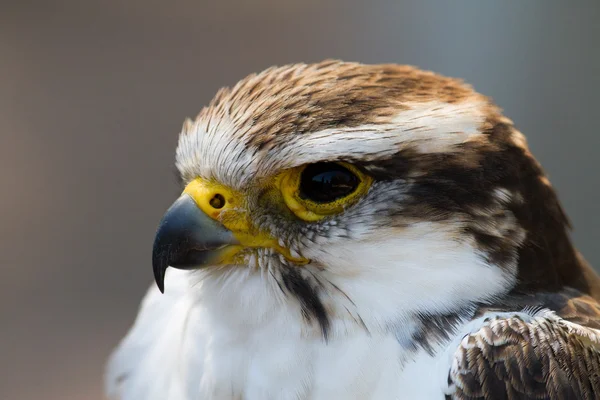 Habicht - Falke — Stockfoto