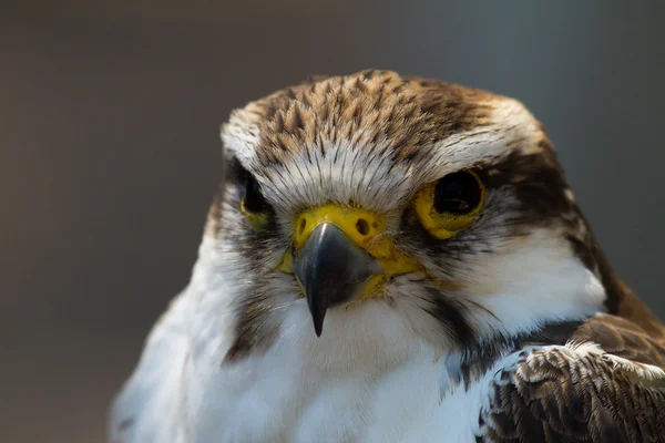 Habicht - Falke — Stockfoto